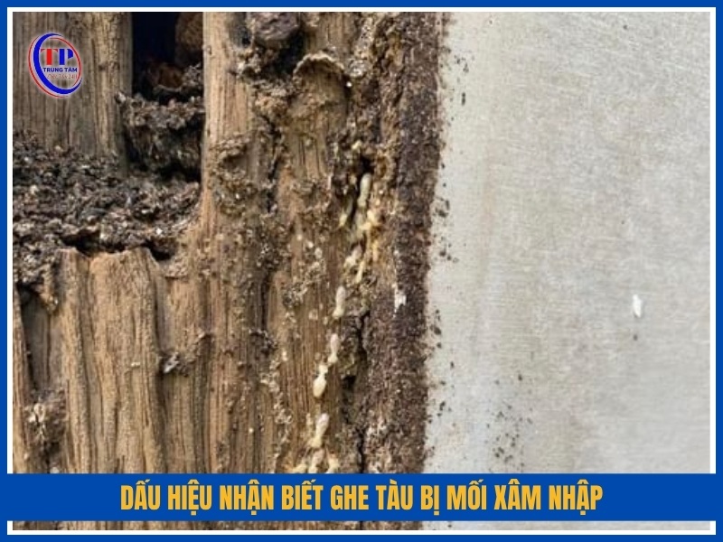 dấu hiệu nhận biết ghe tàu bị mối xâm nhập