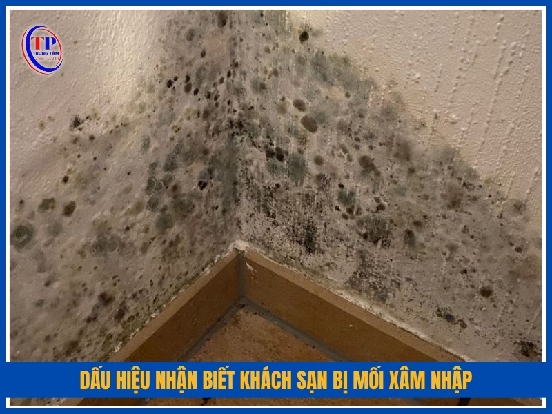dấu hiệu nhận biết khách sạn bị mối xâm nhập