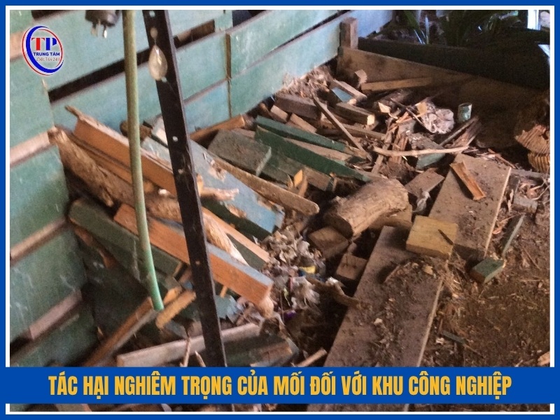 tác hại nghiêm trọng của mối đối với khu công nghiệp