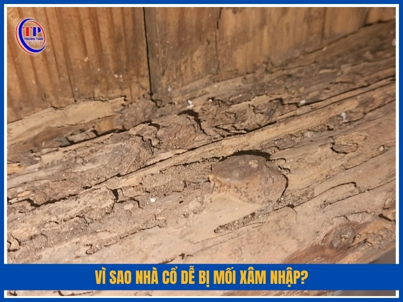 Vì sao nhà cổ dễ bị mối xâm nhập?