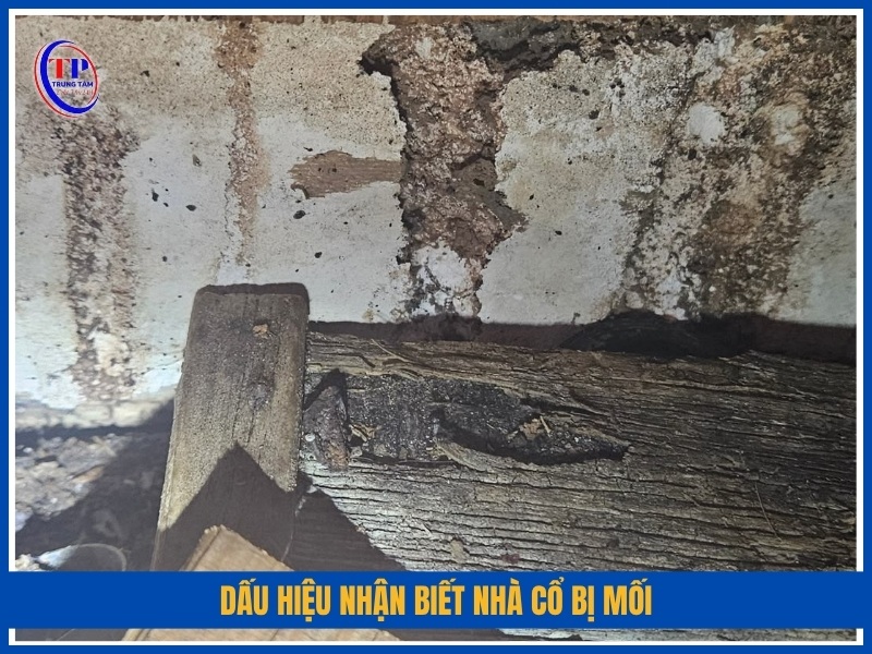 dấu hiệu nhận biết nhà cổ bị mối