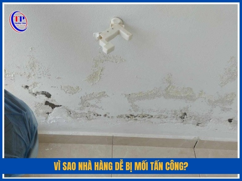 Vì sao nhà hàng dễ bị mối tấn công?