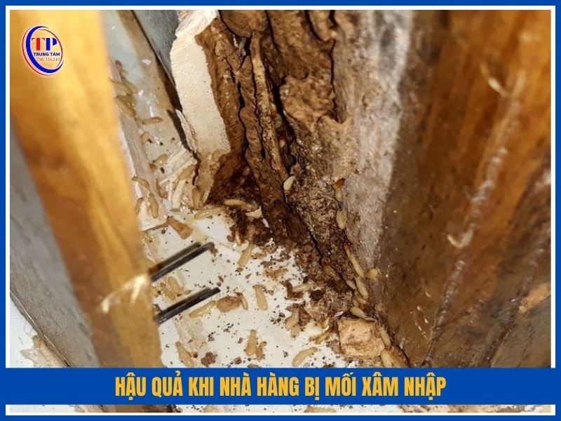 Hậu quả khi nhà hàng bị mối xâm nhập