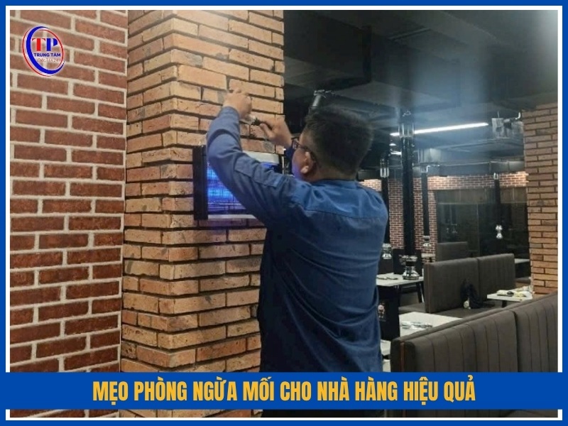 Mẹo phòng ngừa mối cho nhà hàng hiệu quả