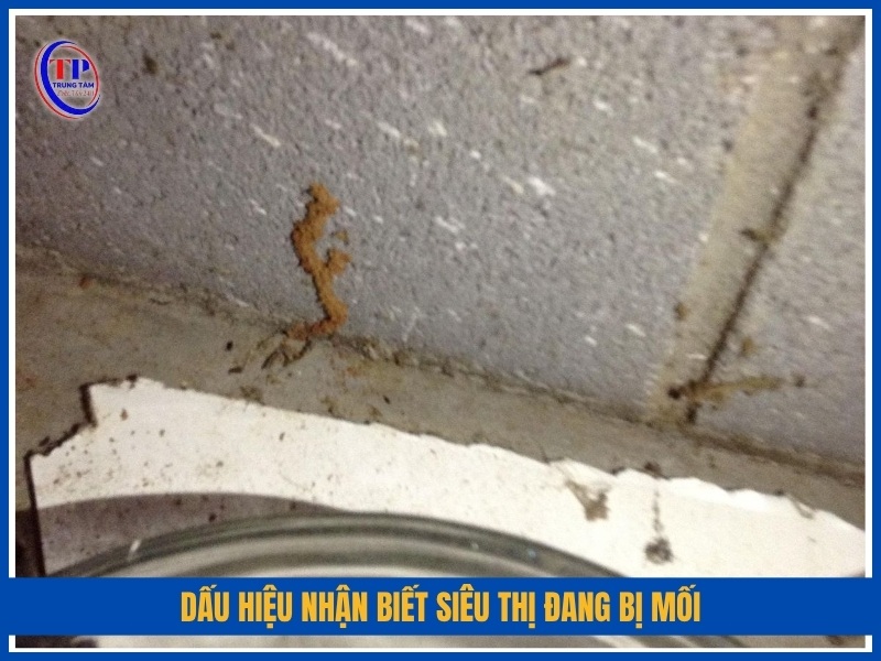dấu hiệu nhận biết siêu thị đang bị mối