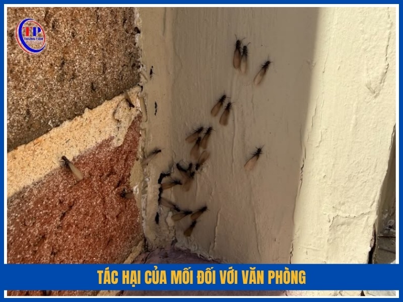 tác hại của mối đối với văn phòng