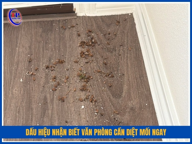 dấu hiệu nhận biết văn phòng cần diệt mối ngay
