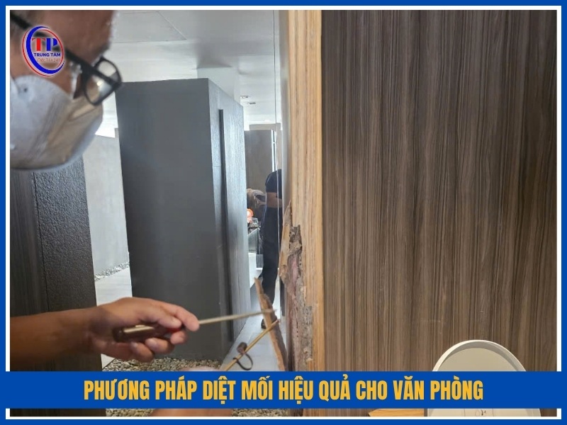 phương pháp diệt mối hiệu quả cho văn phòng