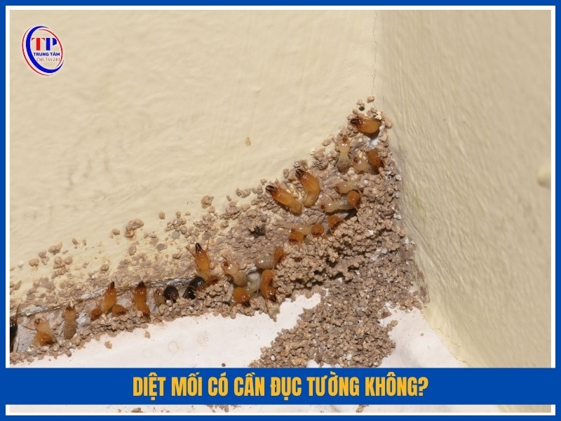 Diệt mối có cần đục tường không?