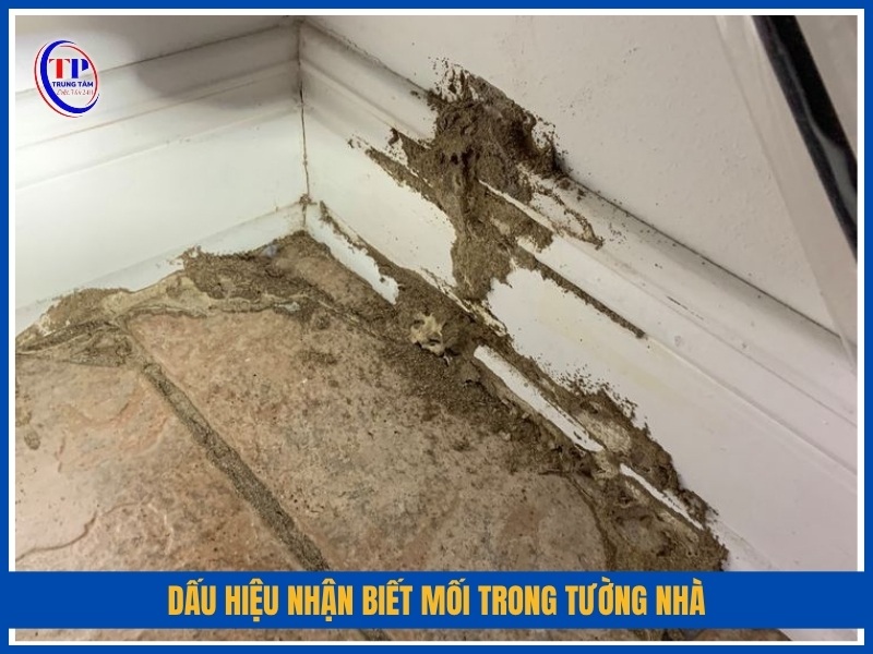 ​  dấu hiệu nhận biết mối trong tường nhà