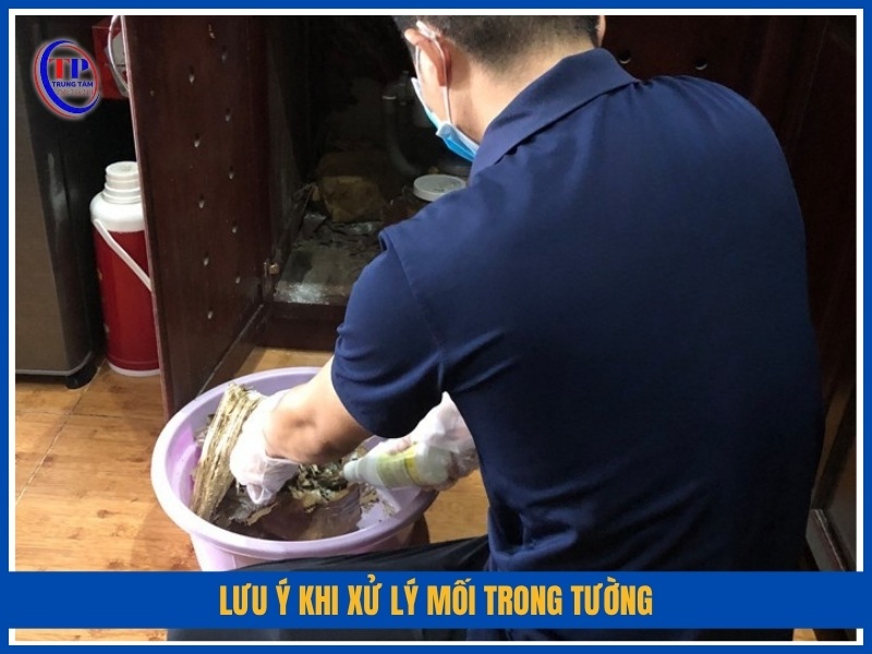 lưu ý khi xử lý mối trong tường