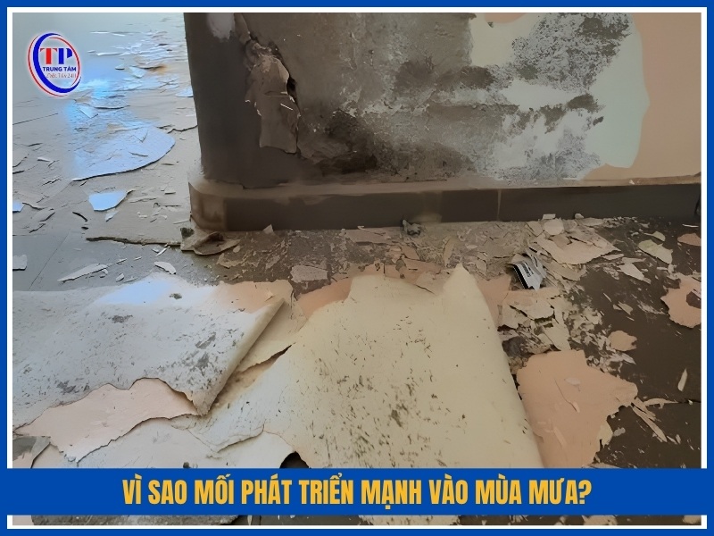 Vì sao mối phát triển mạnh vào mùa mưa?