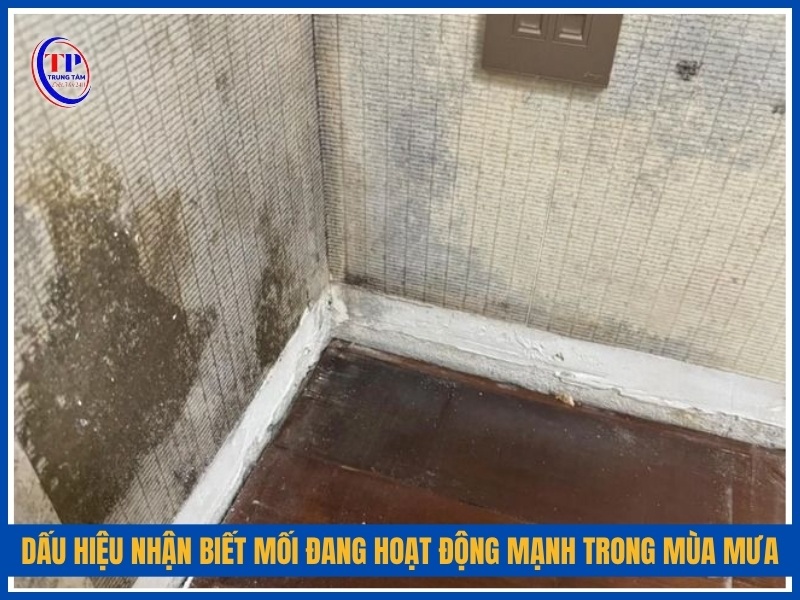 dấu hiệu nhận biết mối đang hoạt động mạnh trong mùa mưa