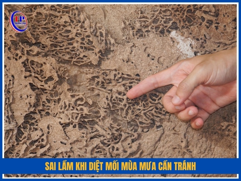 sai lầm khi diệt mối mùa mưa cần tránh
