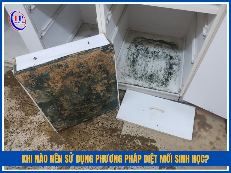 Khi nào nên sử dụng phương pháp diệt mối sinh học?
