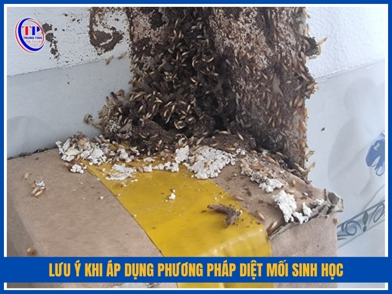 lưu ý khi áp dụng phương pháp diệt mối sinh học