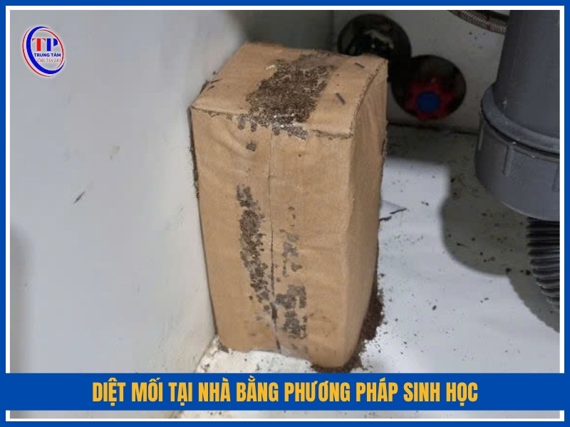 Diệt mối tại nhà bằng phương pháp sinh học