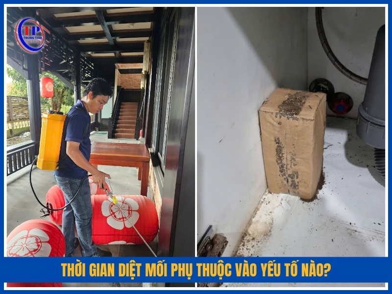 Thời gian diệt mối phụ thuộc vào yếu tố nào?