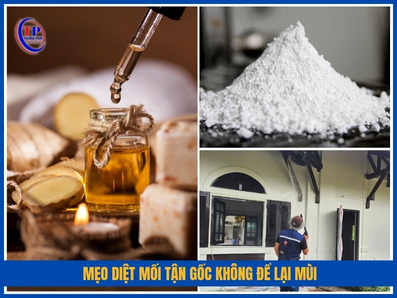 Mẹo diệt mối tận gốc không để lại mùi