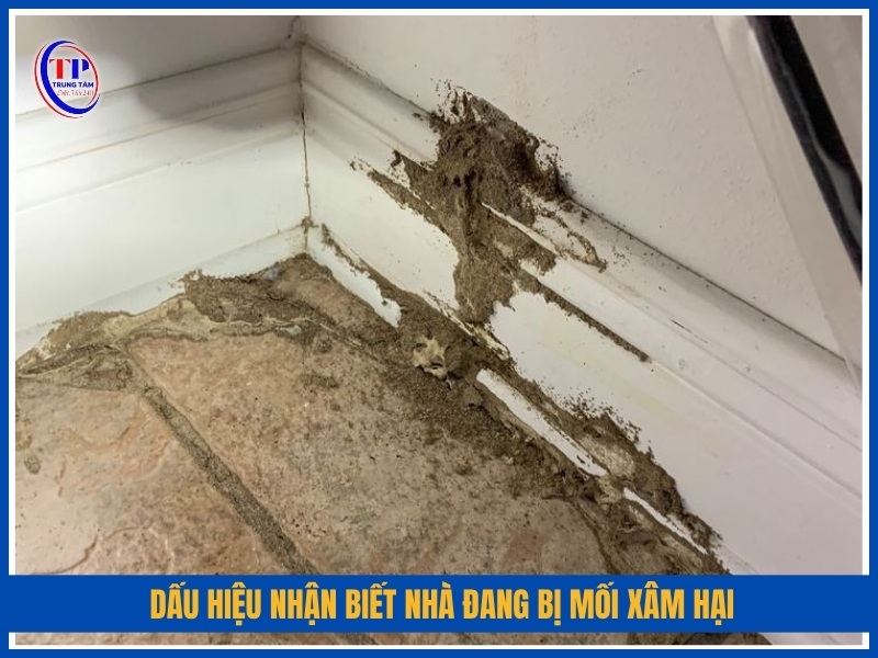 dấu hiệu nhận biết nhà đang bị mối xâm hại