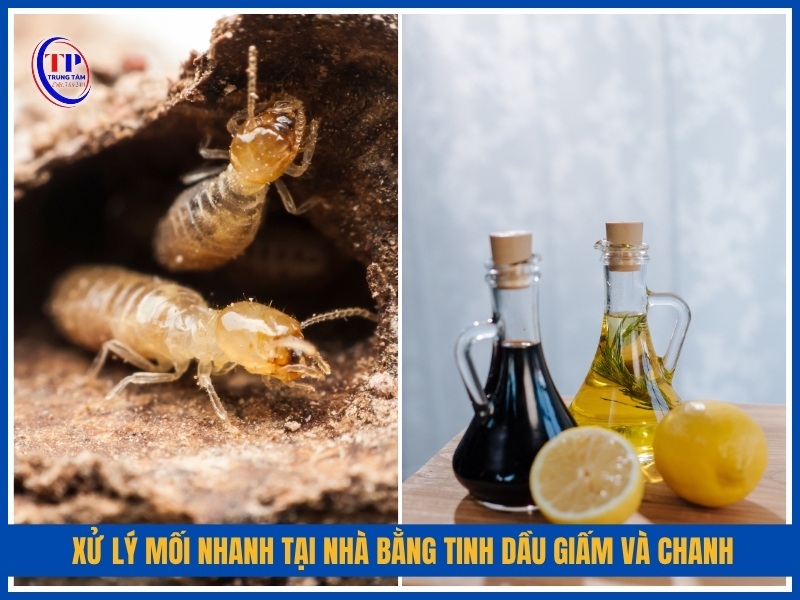xử lý mối nhanh tại nhà bằng tinh dầu giấm và chanh