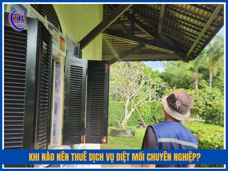 Khi nào nên thuê dịch vụ diệt mối chuyên nghiệp?