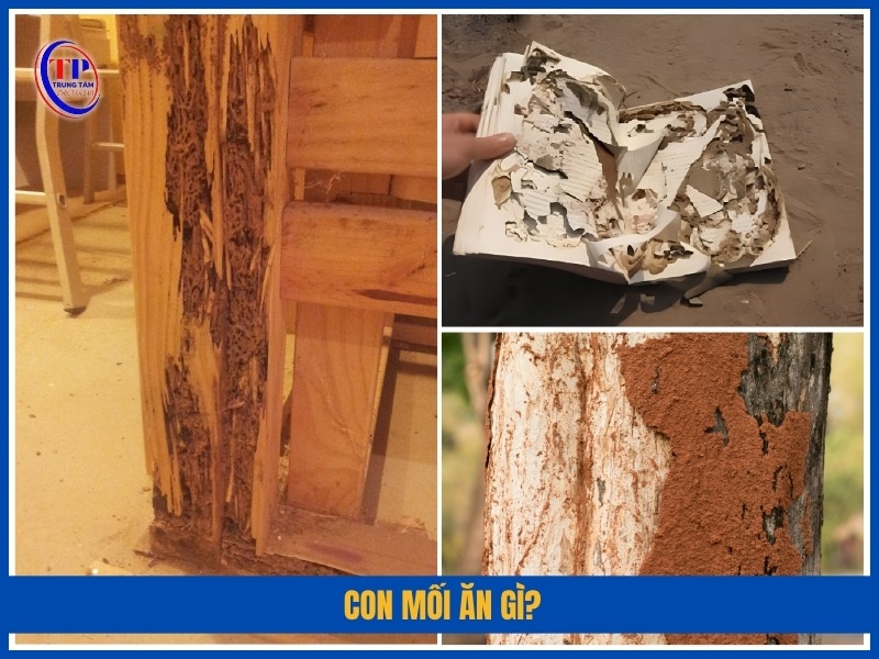 Con mối ăn gì?