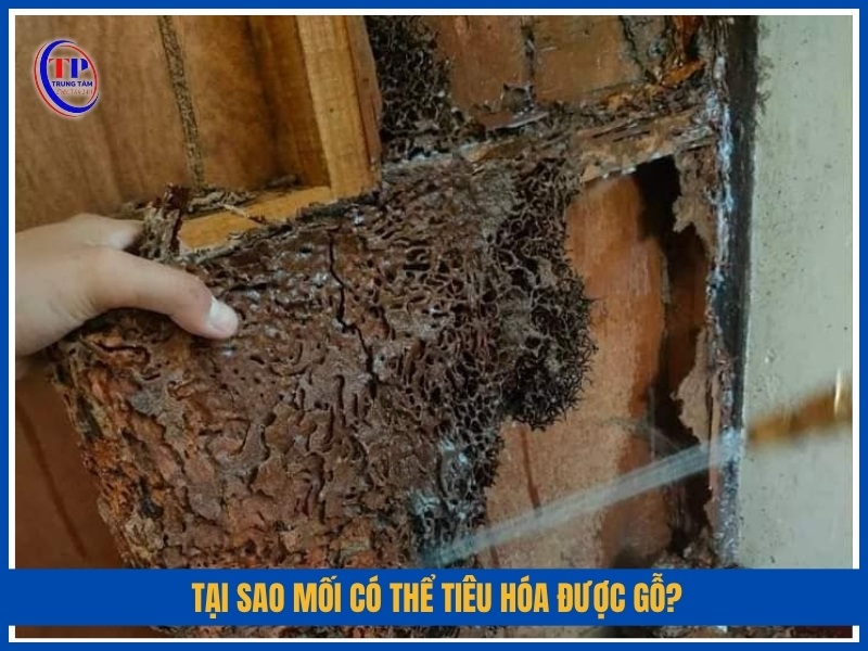 Tại sao mối có thể tiêu hóa được gỗ?