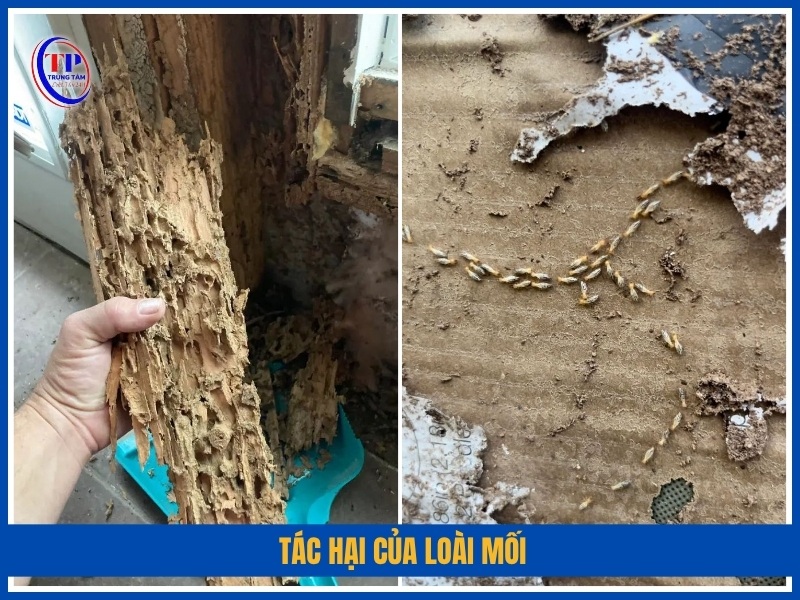 Tác hại của loài mối