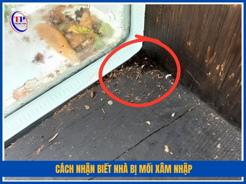 Cách nhận biết nhà bị mối xâm nhập