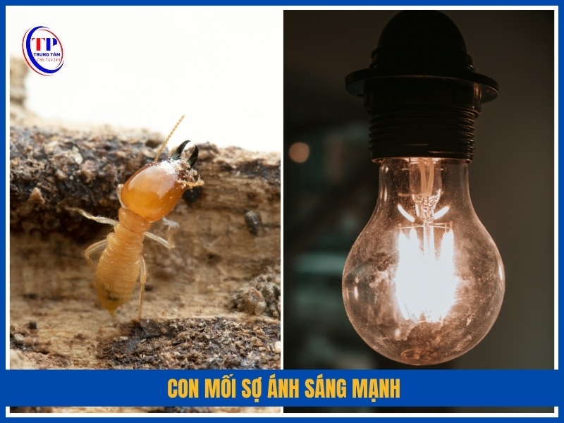 Con mối sợ ánh sáng mạnh