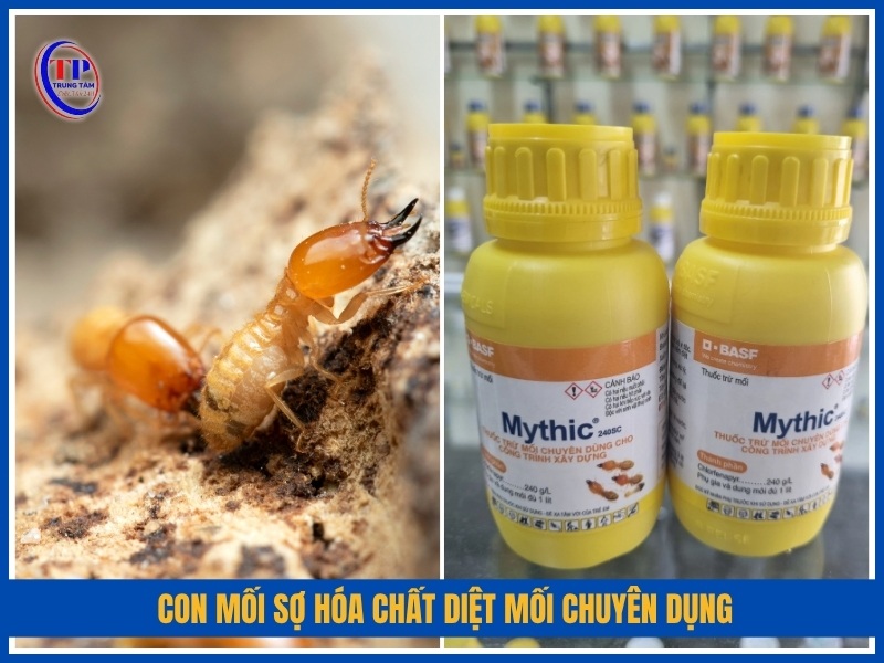 Con mối sợ Hóa chất diệt mối chuyên dụng