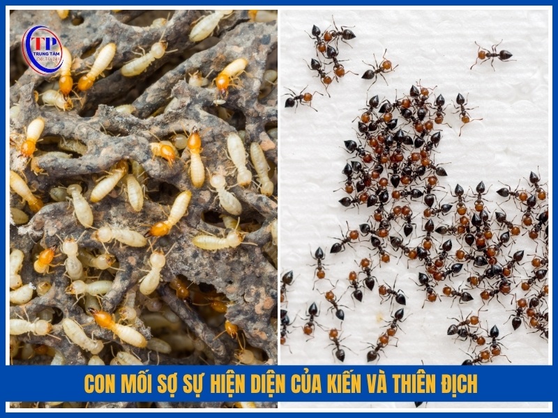 Con mối sợ Sự hiện diện của kiến và thiên địch