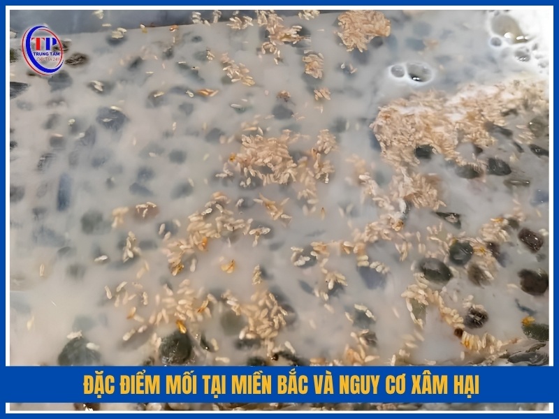 Đặc điểm mối tại miền Bắc và nguy cơ xâm hại
