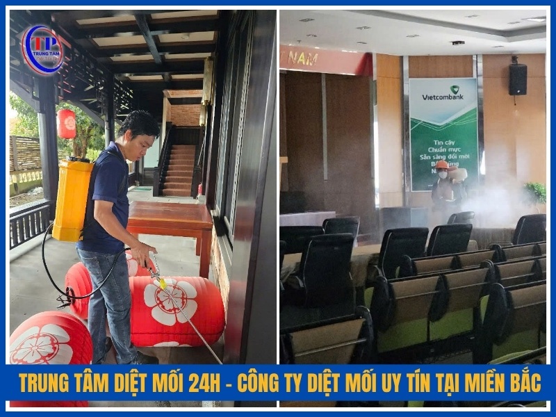 Trung Tâm Diệt Mối 24H – Công ty diệt mối uy tín tại miền Bắc