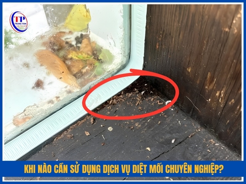 Khi nào cần sử dụng dịch vụ diệt mối chuyên nghiệp?