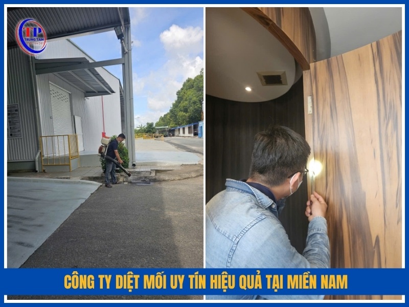 Công ty diệt mối uy tín hiệu quả tại miền Nam