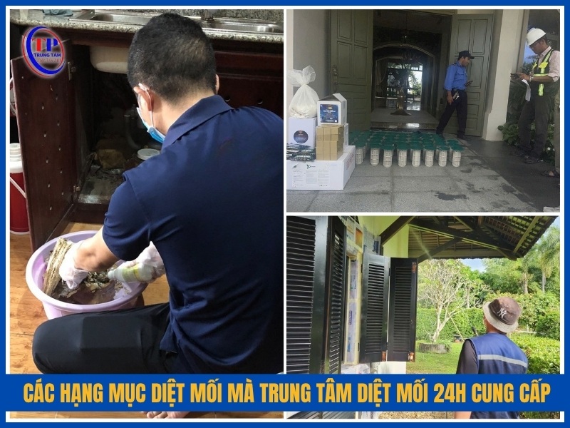 Các hạng mục diệt mối mà Trung Tâm Diệt Mối 24H cung cấp