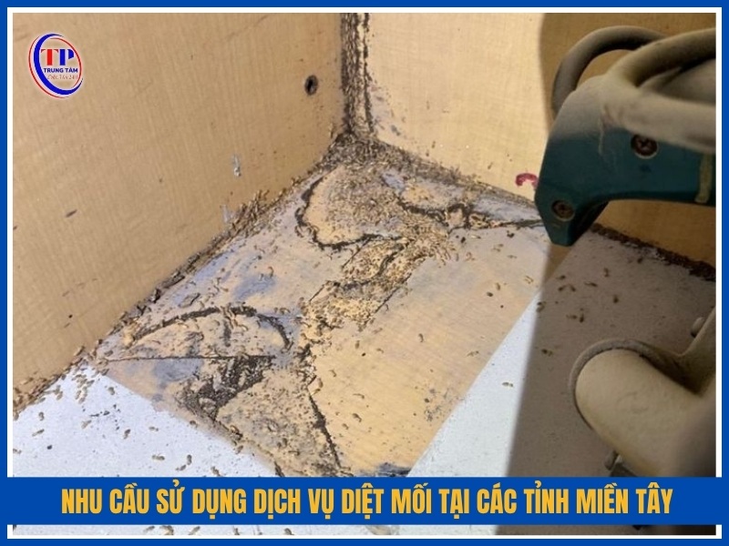 Nhu cầu sử dụng dịch vụ diệt mối tại các tỉnh miền Tây