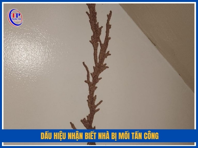 dấu hiệu nhận biết nhà bị mối tấn công