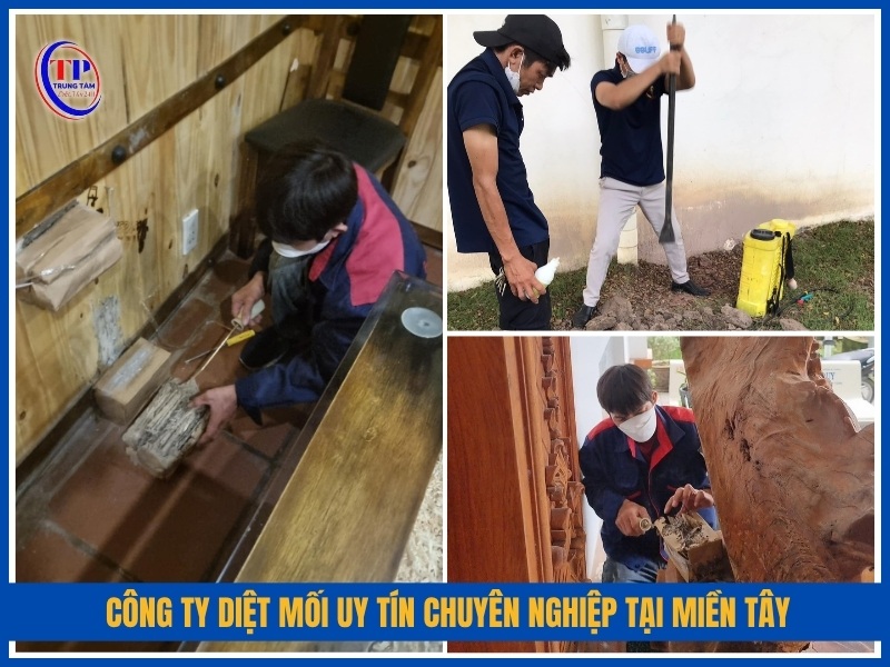 Trung Tâm Diệt Mối 24H – Công ty diệt mối uy tín chuyên nghiệp tại miền Tây