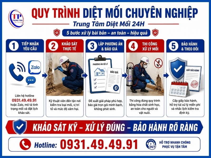 Quy trình diệt mối chuyên nghiệp của Trung Tâm Diệt Mối 24H