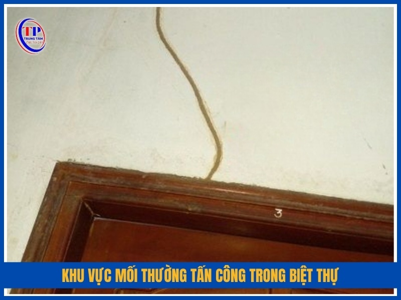 khu vực mối thường tấn công trong biệt thự