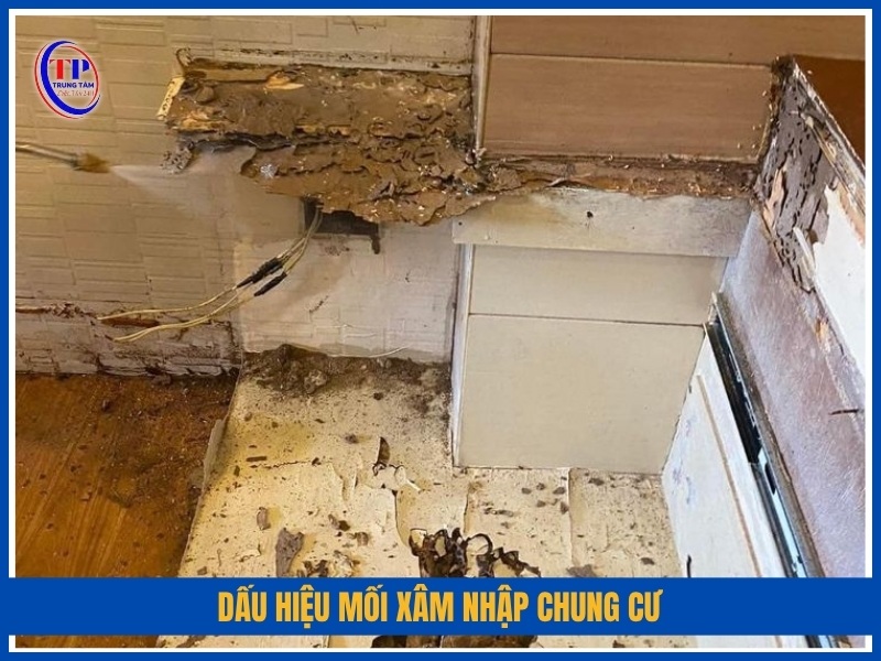 dấu hiệu mối xâm nhập chung cư