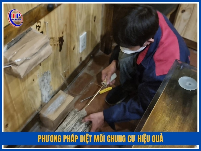 Phương pháp diệt mối chung cư hiệu quả