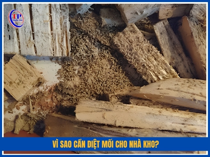 Vì sao cần diệt mối cho nhà kho?