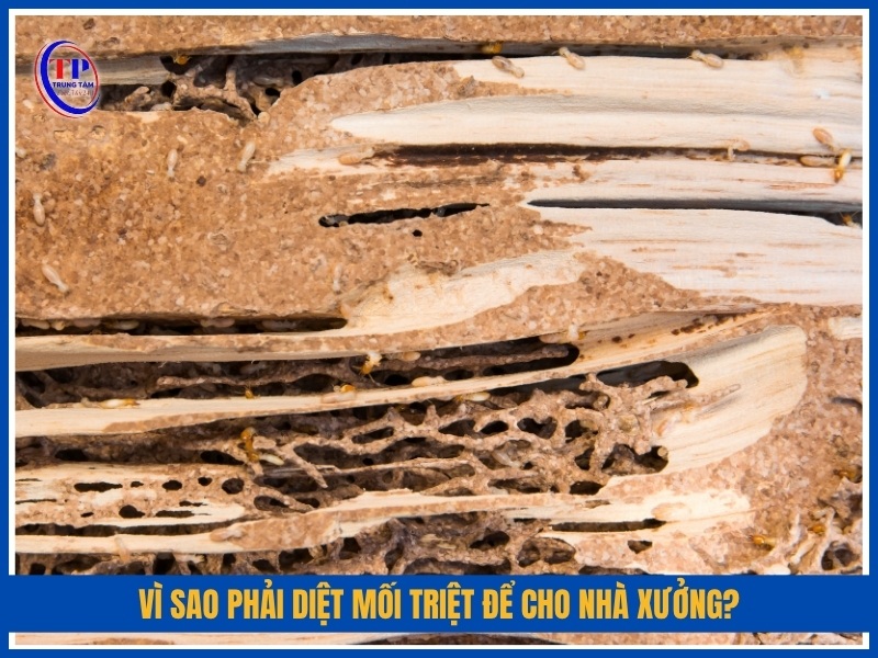 Vì sao phải diệt mối triệt để cho nhà xưởng?