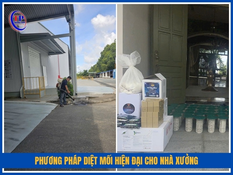 Phương pháp diệt mối hiện đại cho nhà xưởng