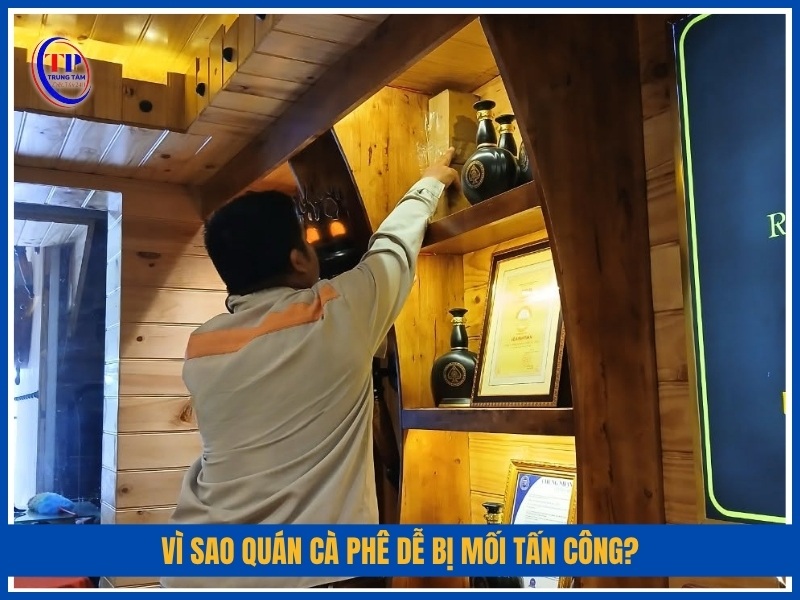 Vì sao quán cà phê dễ bị mối tấn công?
