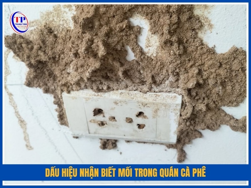 dấu hiệu nhận biết mối trong quán cà phê